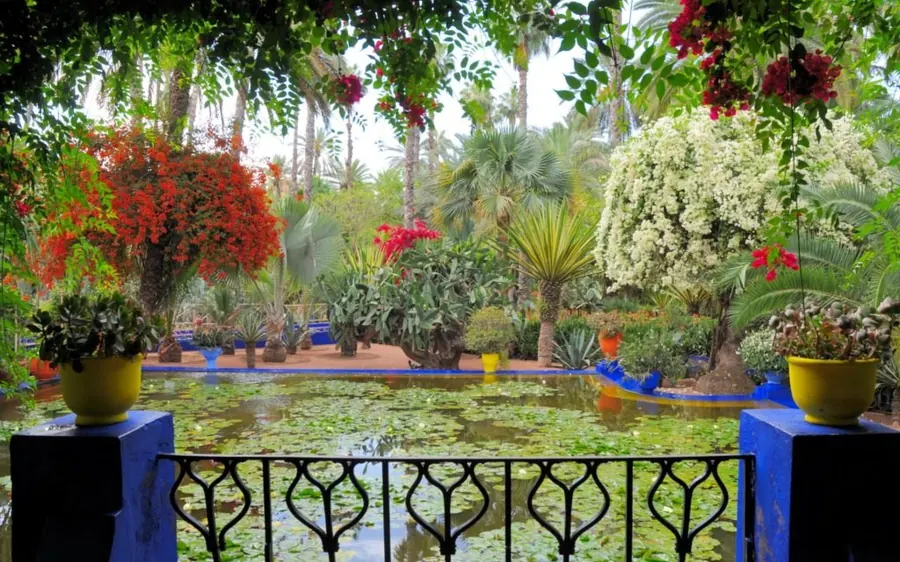 A lily pond surrounded by bougainvillea in the Majorelle Garden