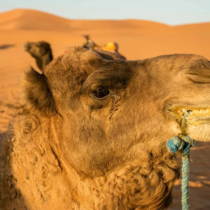 Close-up of a camel resting in the golden evening light