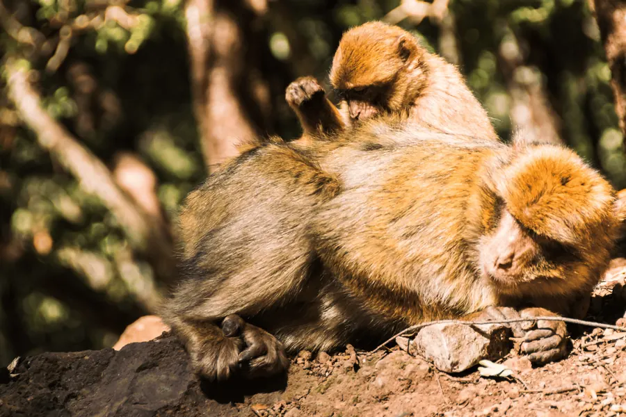 Two Barbary macaques grooming in the cedar forest