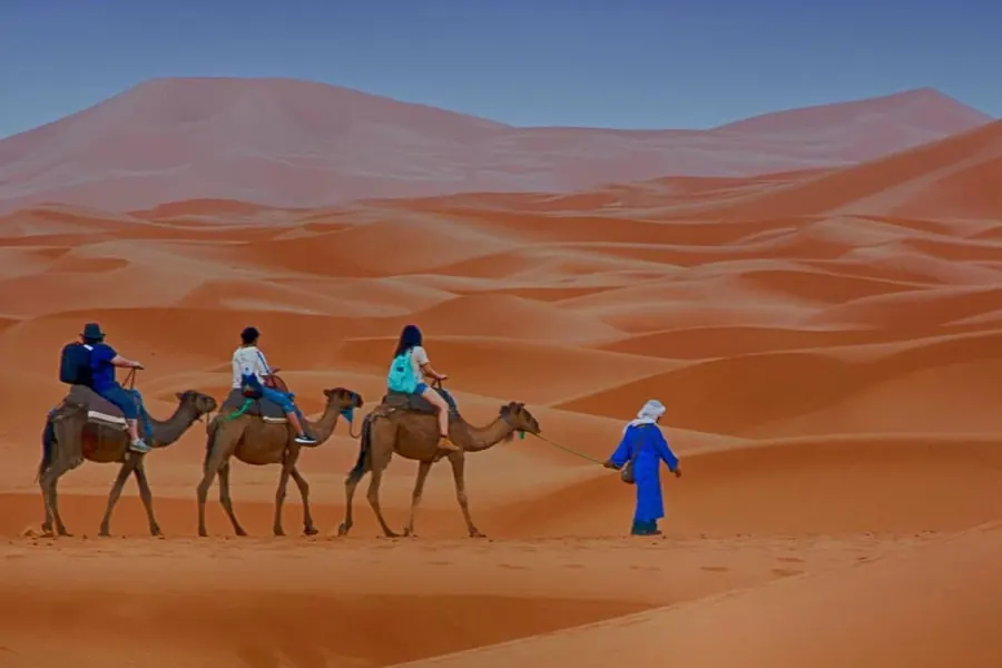 A camel caravan led by a guide across the dunes of Merzouga