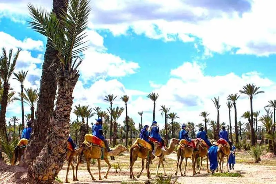 Camels walking through the palm grove of Marrakech