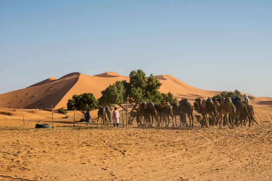 Camels waiting under a tree at the edge of the Erg Chebbi dunes