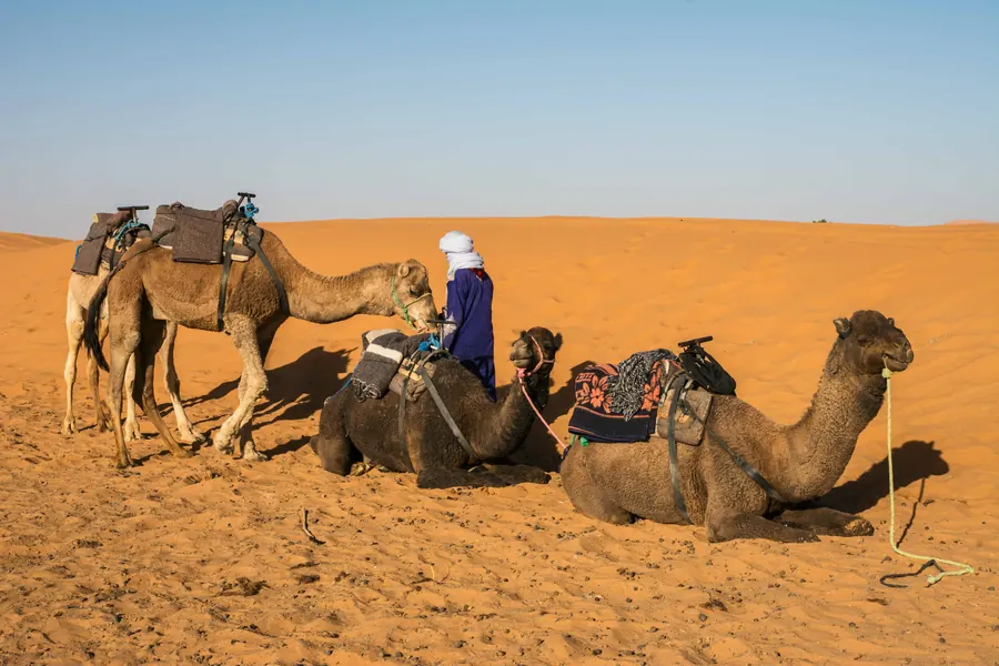 A Berber camel guide resting with his camels on the Merzouga dunes
