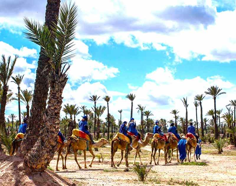 Palm grove of Marrakech