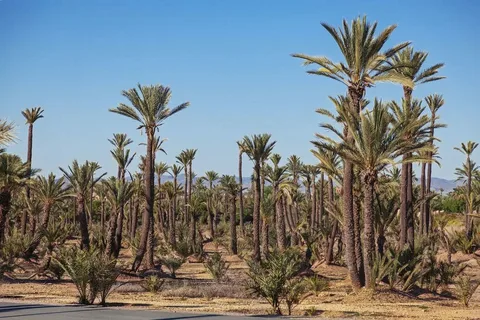 Palm grove of Marrakech