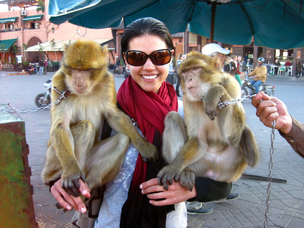 Morocco monkeys